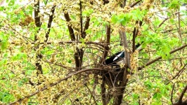 까치 스톡 비디오 동영상 - 4K/HD 비디오 클립 | Shutterstock