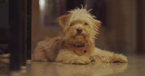Download pariah dog digital assets | Creative Market