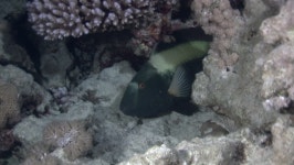 44,683 수족관 산호 스톡 비디오 동영상 - 4K/HD 비디오 클립 | Shutterstock