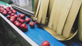 Tomato packs production line transportation process in horticulture factory. Modern vegetables packing conveyor belt moving... 