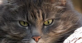 Download long fur digital assets | Creative Market