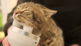 Pet salon digital assets for download | Creative Market