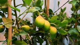 Download alain desert digital assets | Creative Market