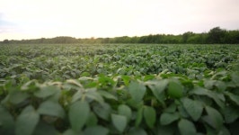 Soybean Plant Stock Video Footage for Free Download