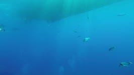 Scuba Diver with lot of 스톡 동영상 비디오(100% 로열티 프리) 11125970 | Shutterstock