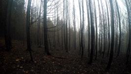Scorched Forest in Autumn Fog 스톡 동영상 비디오(100% 로열티 프리) 11301311 | Shutterstock