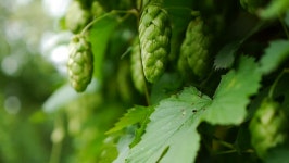 Download hopgarden digital assets | Creative Market