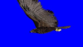 Isolated Eagle On Blue-screen 스톡 동영상 비디오(100% 로열티 프리) 1176235 | Shutterstock
