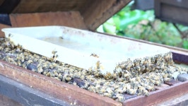 양봉장 스톡 동영상 비디오(100% 로열티 프리) 12926840 | Shutterstock