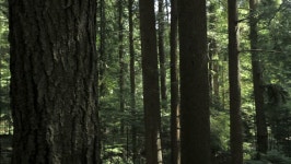 Panning Horizontally On a Forest. 스톡 동영상 비디오(100% 로열티 프리) 1361731 | Shutterstock