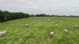 Cows On a Farm in 스톡 동영상 비디오(100% 로열티 프리) 14141960 | Shutterstock