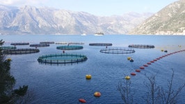 Fish Farm in the Bay 스톡 동영상 비디오(100% 로열티 프리) 14376487 | Shutterstock
