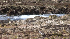 Birds Feed in Tidal Pools 스톡 동영상 비디오(100% 로열티 프리) 1438603 | Shutterstock
