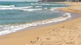 palm beach Nature Videos palm beach