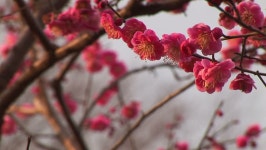 Download ume digital assets | Creative Market