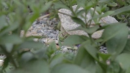 Stones in Forrest, Nature Background. 스톡 동영상 비디오(100% 로열티 프리) 15319351 | Shutterstock