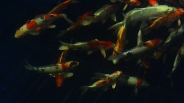 Koi Fish 스톡 동영상 비디오(100% 로열티 프리) 15627514 | Shutterstock