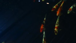 Koi Fish 스톡 동영상 비디오(100% 로열티 프리) 15627517 | Shutterstock