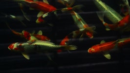 Koi Fish 스톡 동영상 비디오(100% 로열티 프리) 15633436 | Shutterstock