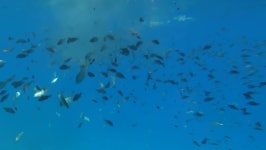 Large School of Fish Swims 스톡 동영상 비디오(100% 로열티 프리) 16118926 | Shutterstock