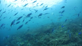 Many Species of Fish Aggregate 스톡 동영상 비디오(100% 로열티 프리) 16427296 | Shutterstock