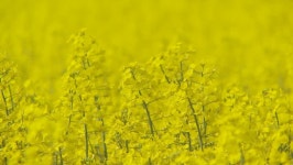 Fresh Rape Field, Selective Focus 스톡 동영상 비디오(100% 로열티 프리) 164446 | Shutterstock