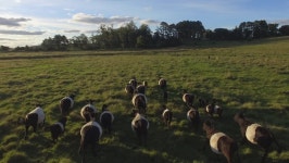 A Herd of Belted Galloway 스톡 동영상 비디오(100% 로열티 프리) 16545733 | Shutterstock