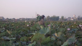 Farmer Walking Through a Lotus 스톡 동영상 비디오(100% 로열티 프리) 17035231 | Shutterstock