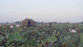 Farmer Walking Through a Lotus 스톡 동영상 비디오(100% 로열티 프리) 17036848 | Shutterstock