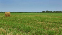 Summer Field Panorama. 스톡 동영상 비디오(100% 로열티 프리) 1709248 | Shutterstock