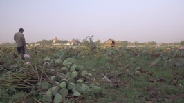 Farmer Going Back in the 스톡 동영상 비디오(100% 로열티 프리) 17261464 | Shutterstock