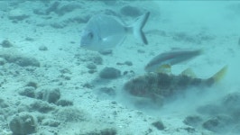 Red Mullet Digging the Sand 스톡 동영상 비디오(100% 로열티 프리) 17271841 | Shutterstock