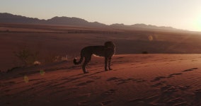 4k Cheetah in Silhouette Against 스톡 동영상 비디오(100% 로열티 프리) 17562031 | Shutterstock