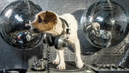 Dj Dog is in the 스톡 동영상 비디오(100% 로열티 프리) 17565496 | Shutterstock
