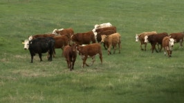 Download cows in pasture digital assets | Creative Market