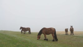 Horses in Fog 스톡 동영상 비디오(100% 로열티 프리) 1951774 | Shutterstock