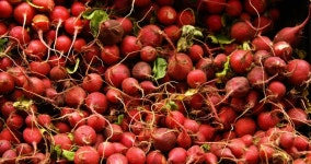 Close-up of Turnips in Organic 스톡 동영상 비디오(100% 로열티 프리) 20088319 | Shutterstock
