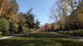 Trees Move in the Wind 스톡 동영상 비디오(100% 로열티 프리) 20687251 | Shutterstock