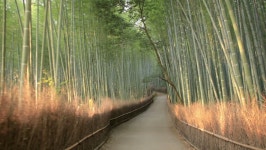 Walking Through a Bamboo Forest 스톡 동영상 비디오(100% 로열티 프리) 2094581 | Shutterstock