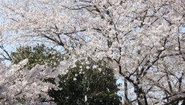 Japanese Cherry Blossom Tree 스톡 동영상 비디오(100% 로열티 프리) 2142845 | Shutterstock