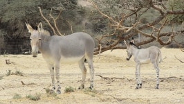 The African Wild Ass (equus 스톡 동영상 비디오(100% 로열티 프리) 2163044 | Shutterstock