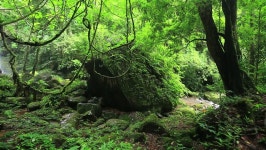 Nature of Sapan Waterfall, Khun 스톡 동영상 비디오(100% 로열티 프리) 21995737 | Shutterstock