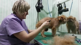 Woman Groomer Makes Trimming Brussels 스톡 동영상 비디오(100% 로열티 프리) 22048381 | Shutterstock