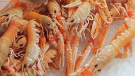 Circa 2011: Cu Ld Shrimp 스톡 동영상 비디오(100% 로열티 프리) 22472245 | Shutterstock