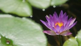 Circa 2011: Cu Ld Purple 스톡 동영상 비디오(100% 로열티 프리) 22472371 | Shutterstock
