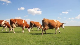 Cows Grazing On Pasture 스톡 동영상 비디오(100% 로열티 프리) 2257870 | Shutterstock