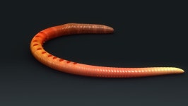 Lugworm digital assets for download | Creative Market