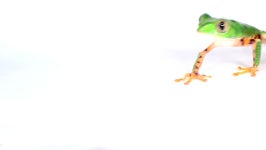 띠작골공방 | Tiger-striped Monkey Frog (phyllomedusa Tomopterna) 스톡 동영상 비디오(100% 로열티 프리) 2389319 | Shutterstock