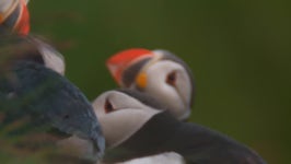 puffin 스톡 동영상 비디오(100% 로열티 프리) 2469869 | Shutterstock