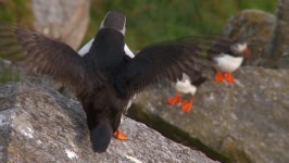 puffin 스톡 동영상 비디오(100% 로열티 프리) 2480096 | Shutterstock